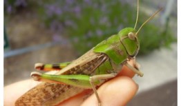 蝗虫实验室爆料视频下载,蝗虫研究视频曝光，带你一探究竟